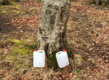 Tapning af birkesaft fra birketræ