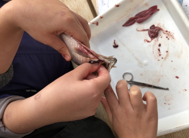 Dissektion af fisk