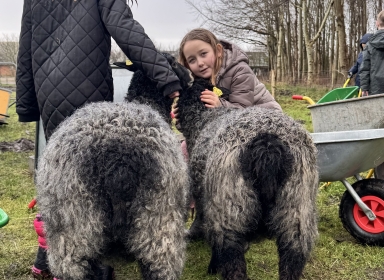 Foto af elever og får