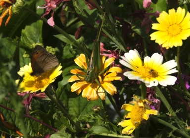 Foto af blomster med krible krable dyr