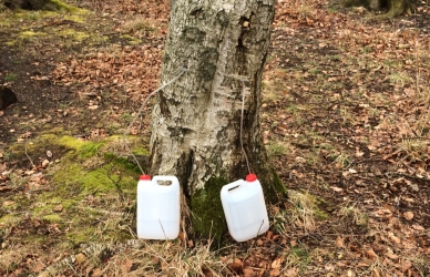 Tapning af birkesaft fra birketræ Tapning af birkesaft fra birketræ