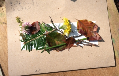 Foto af blade, grene og blomster