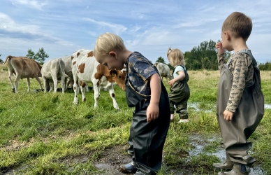 De mindste børn med køer
