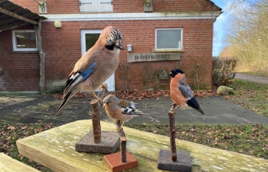 Udstoppede fugle Udstoppede fugle