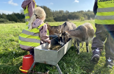 Billede af børn og geder Billede af børn og geder