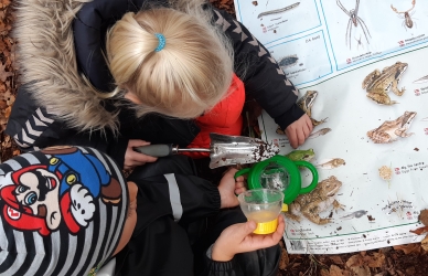 Børn undersøger smådyr i skovbunden Børn undersøger smådyr i skovbunden