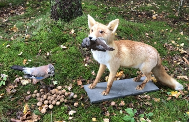 Billede af udstoppet ræv